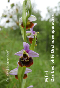 Rainer Nahrendorf: Bedrohte Orchideenparadiese